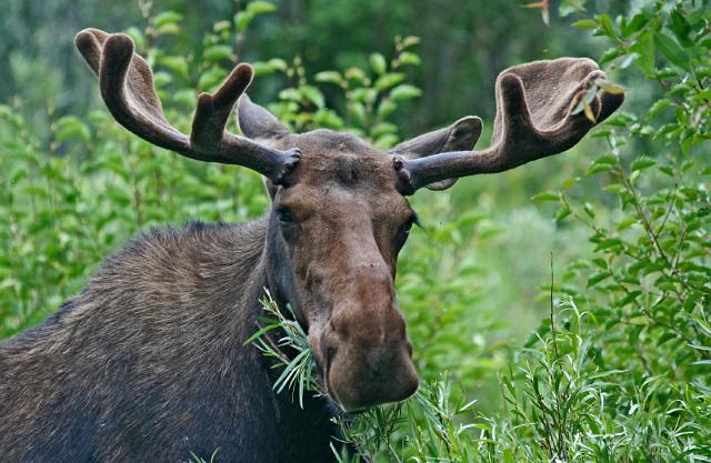 189 grand teton national park, eland.jpg